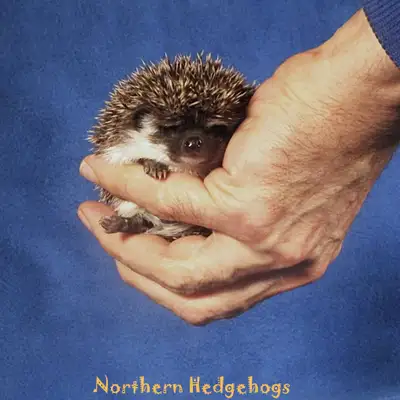 Pedigreed Hedgehog Babies from Ethical Breeder, View more