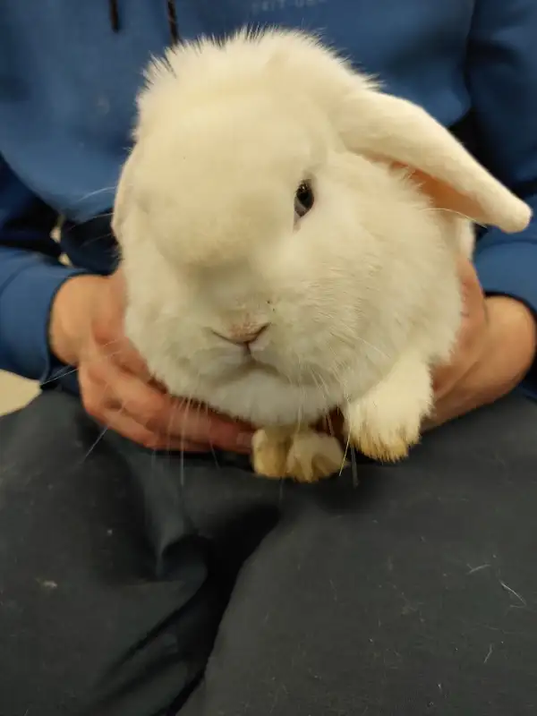 EXTRAORDINARY HOLLAND LOP BABY BUNNY RABBITS in Small Animals for Rehoming in City of Toronto - Image 5