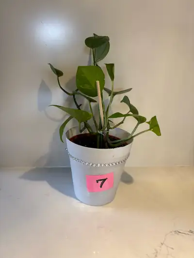 MEDIUM/ “NEW” PATHOS Indoor Plant - Easy To Grow, View more