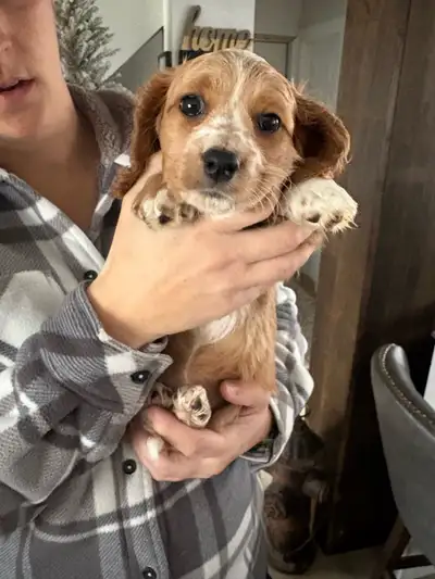 Due to a cancelation from a buyers who couldn’t take pup for personal reasons, this pick of the litt...