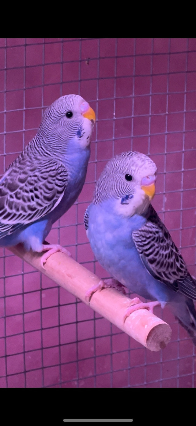 Budgies for sale in Birds for Rehoming in London - Image 2