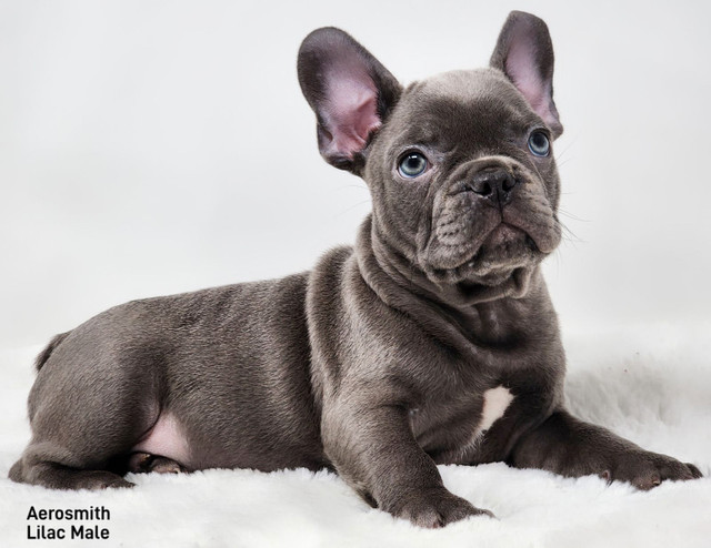 French Bulldog Puppies “CKC Registered” in Dogs & Puppies for Rehoming in Calgary - Image 4