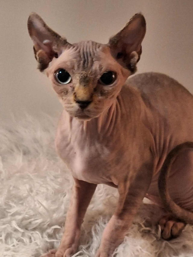 Sphynx réservation dans Chats et chatons à adopter  à Laval/Rive Nord - Image 2