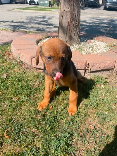 Australian shepherd x Labrador pups READY TO GO Our beautiful liter of pups are ready to go. Our pup...
