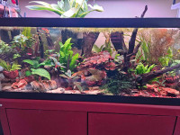 20 Gallon Long Aquarium with plants and fish