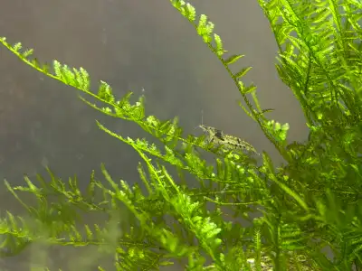 Aquarium Java moss and Wild neo shrimp, View more