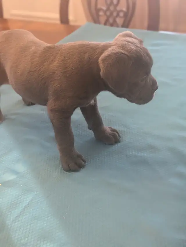Cane Corso pups,, gray, blue, brindle , formentino in Dogs & Puppies for Rehoming in Markham / York Region - Image 17
