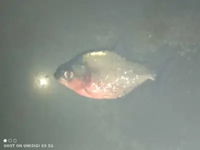 Piranha Serrasalmus Sanchezi , View more