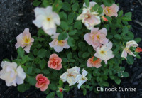 Healthy Bareroot Roses