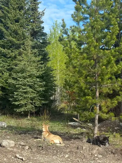 155 acres about 20 minutes east of Vanderhoof, quiet and private. Pavement up to the one mile drivew...