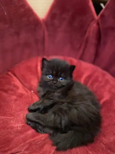 chaton Scottish straight pure race enregistré, View more