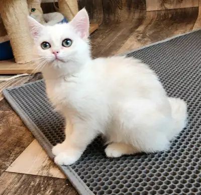 British shorthair  silver chinchilla mâle, View more