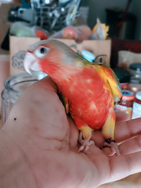 Hand raised friendly HIGH RED PINEAPPLE Conure babies