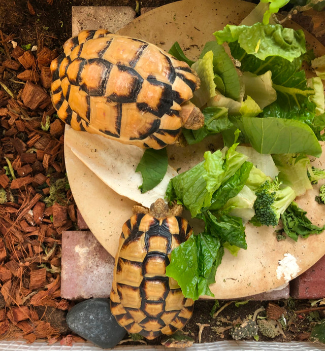 One pair of Egyptian tortoises for adoption in Reptiles & Amphibians for Rehoming in Vancouver