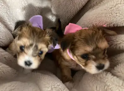 A Morkie is a cross between a Maltese and a Yorkie. They will be well socialized, use to children an...