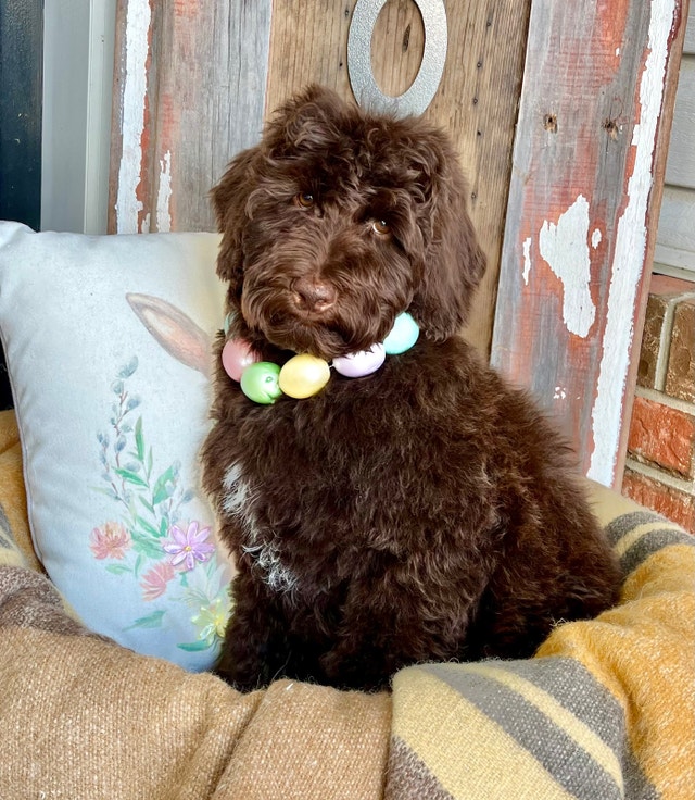 MultiGenerational Australian Labradoodles Dogs & Puppies for