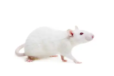 Frozen Rats - Left Over Stock, View more