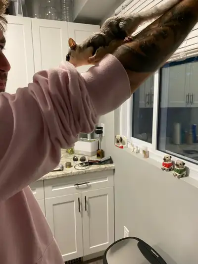 2 male sugar gliders, View more