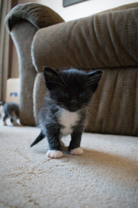 7 Kittens looking for their Forever Homes