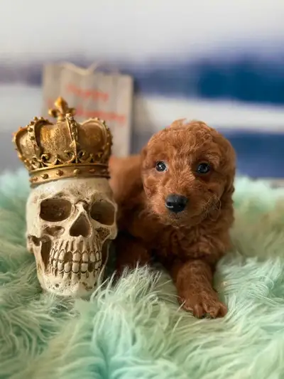 Mini Golden Doodle Puppies, View more