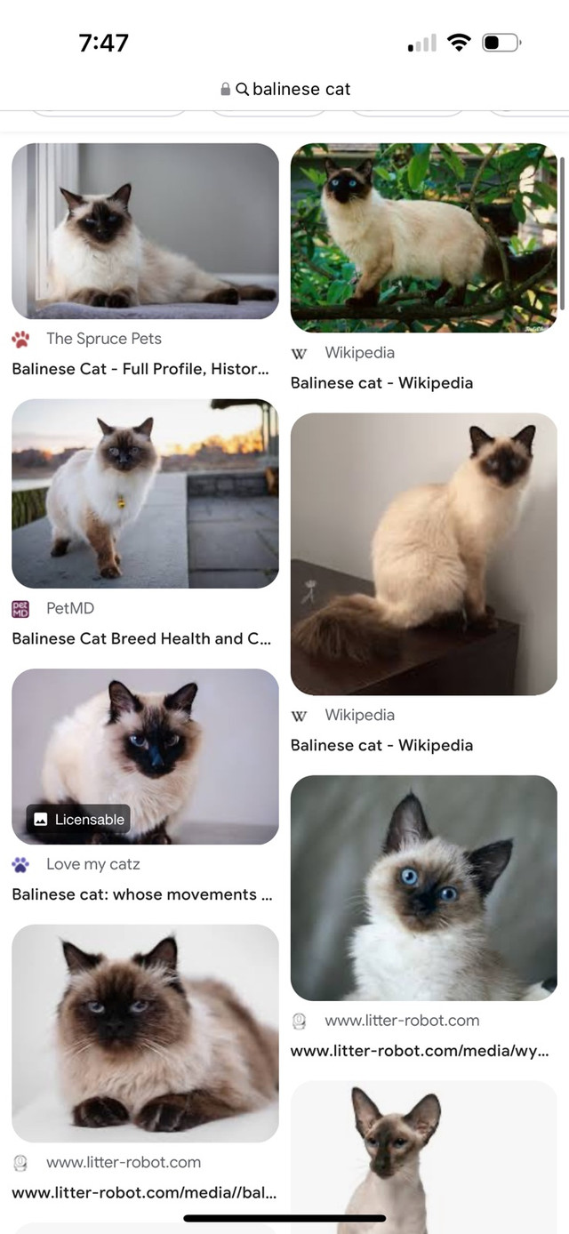 Wanted Hypoallergenic Cat in Cats & Kittens for Rehoming in Winnipeg - Image 2