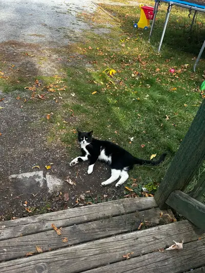 Male Cat in need of a Home, View more