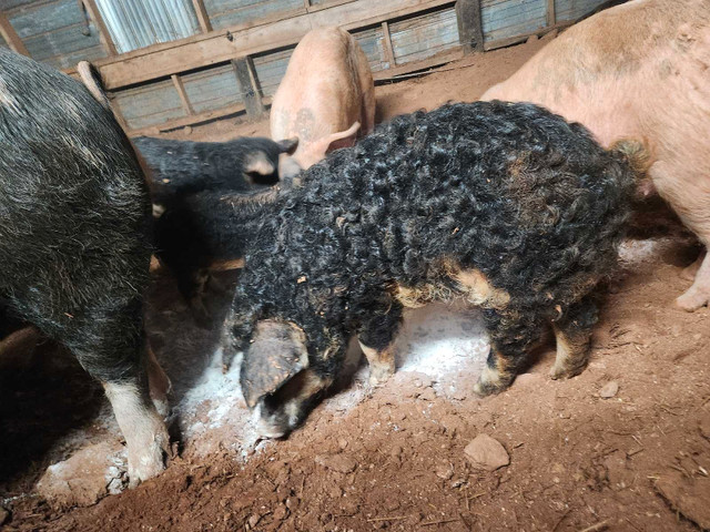 Mangalitsa pigs  in Livestock in Summerside - Image 4