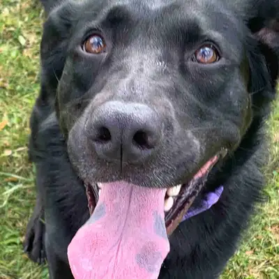 dog for rehoming, View more