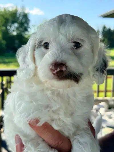 Multigen Australian Labradoodle, View more