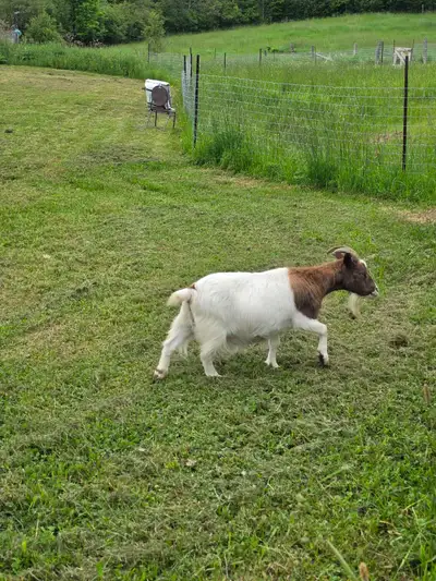 Nigerian goat, in milk., View more