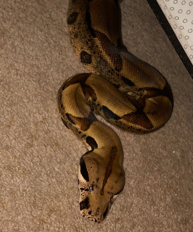 Female Boa imperator (Jungle Morph) $50 in Reptiles & Amphibians for Rehoming in London - Image 2