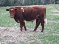 WANTED: Beef Type Feeder Calf