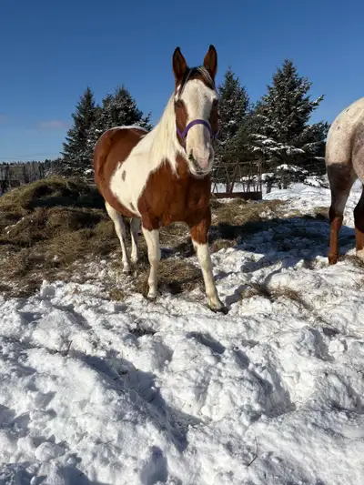 paint mare, View more