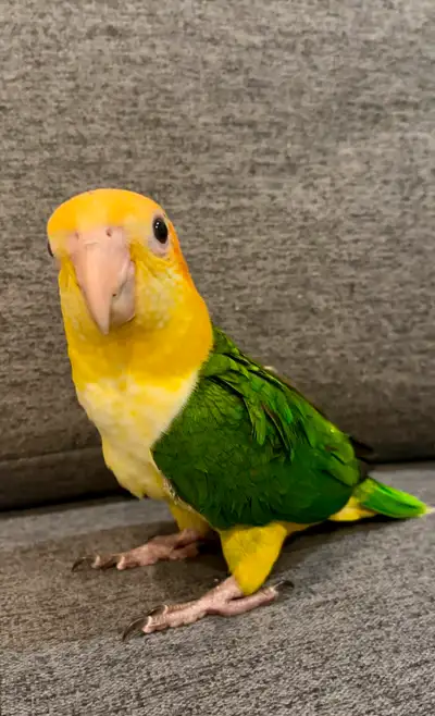 Baby Caique Parrots, View more
