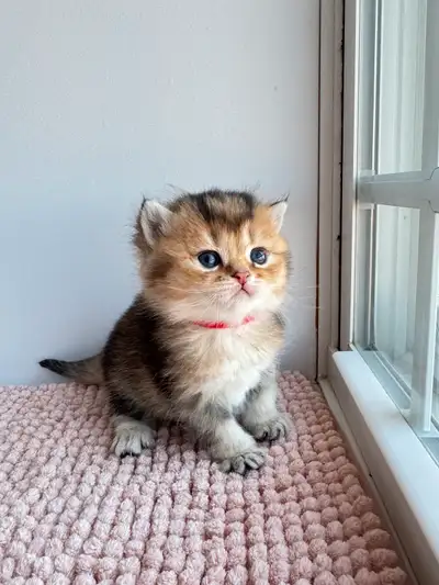 All kittens will go to their new homes with health certificates, deworming, first vaccine , litter t...