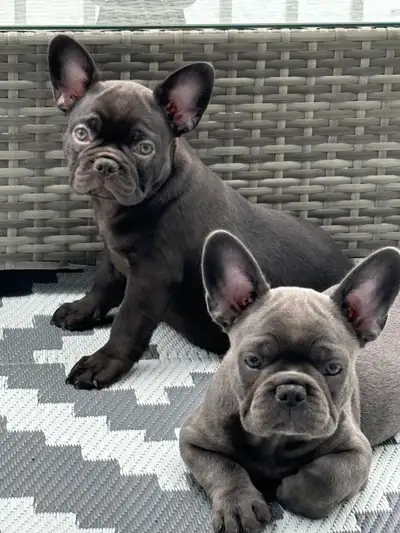 Bouledogue Français 438-777-1710, View more