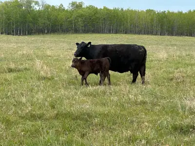 Wagyu Cow calf pairs available. Bred to top marbling, Fullblood wagyu bulls. First, Second, and Thir...