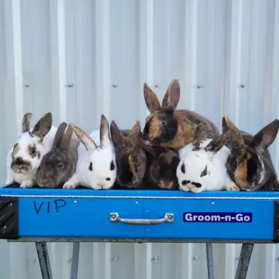 EXTRAORDINARY MINI REX BABY BUNNIES, View more