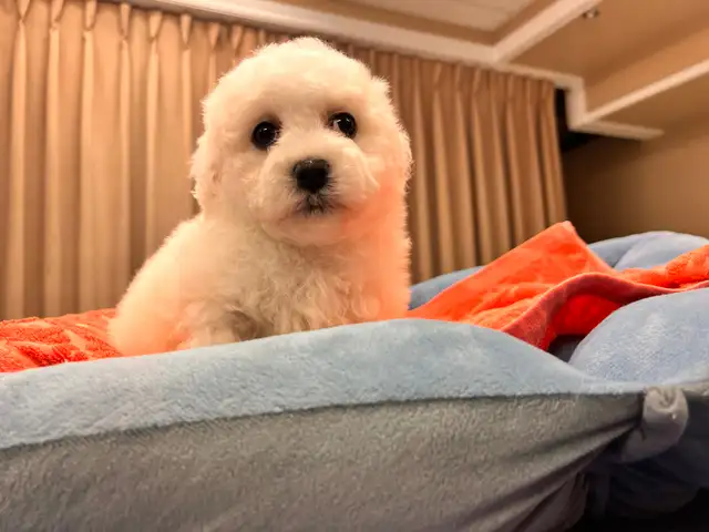 Bichon puppy puppies in Dogs & Puppies for Rehoming in Oshawa / Durham Region - Image 3