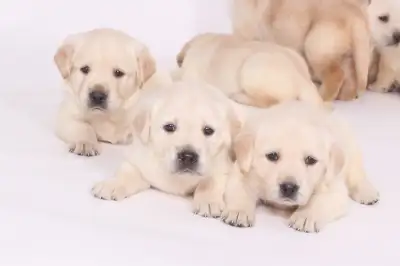 English Lab Retriever Puppies, View more