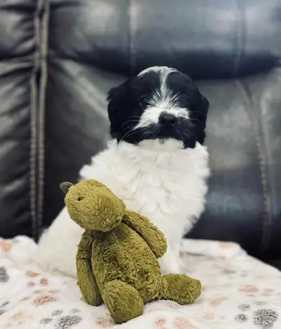 F1B Cockapoo puppies- one girl left, View more