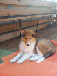 Rough Collie puppy ( Lassie breed)