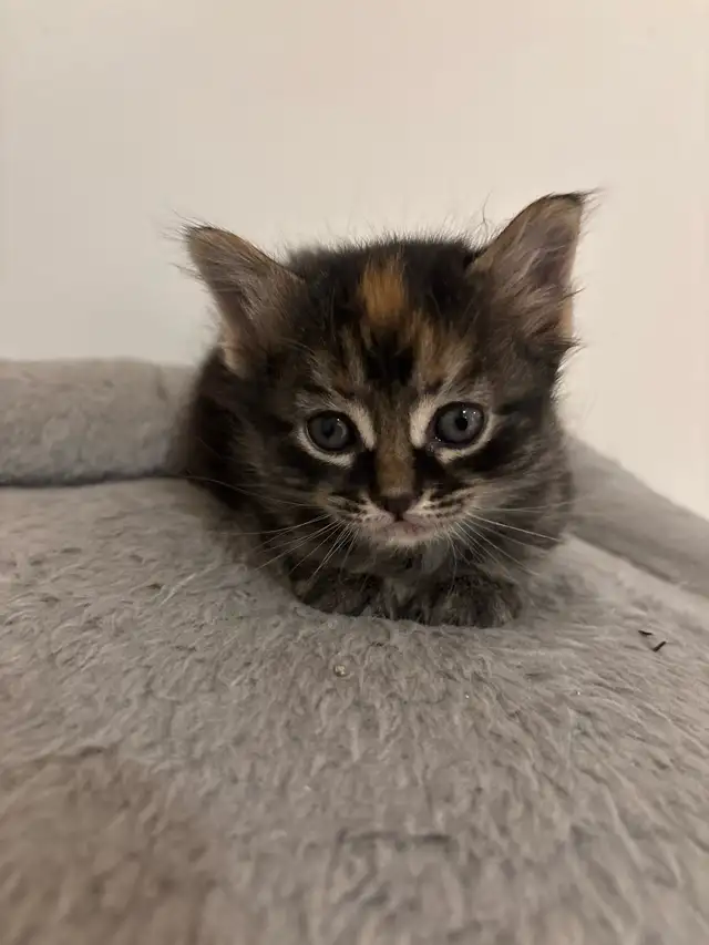 Adorable Kittens for Rehoming! | Cats & Kittens for Rehoming | Oshawa ...