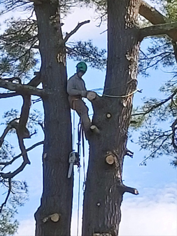 Tree & Limb Removal in Lawn, Tree Maintenance & Eavestrough in Annapolis Valley - Image 2