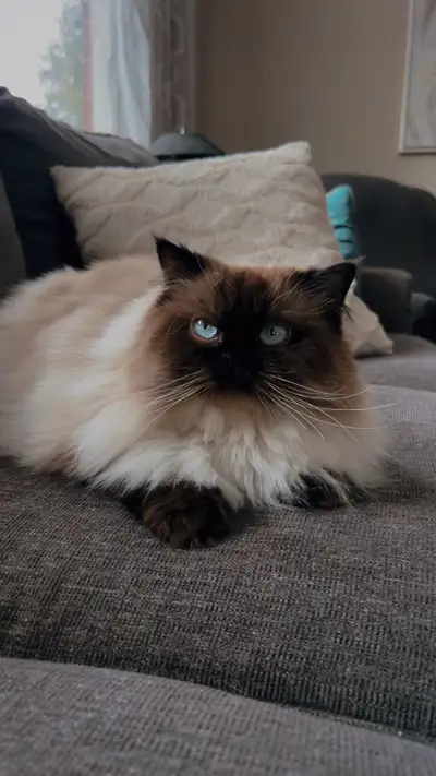 ragdoll/ Himalayan cat for rehoming, View more