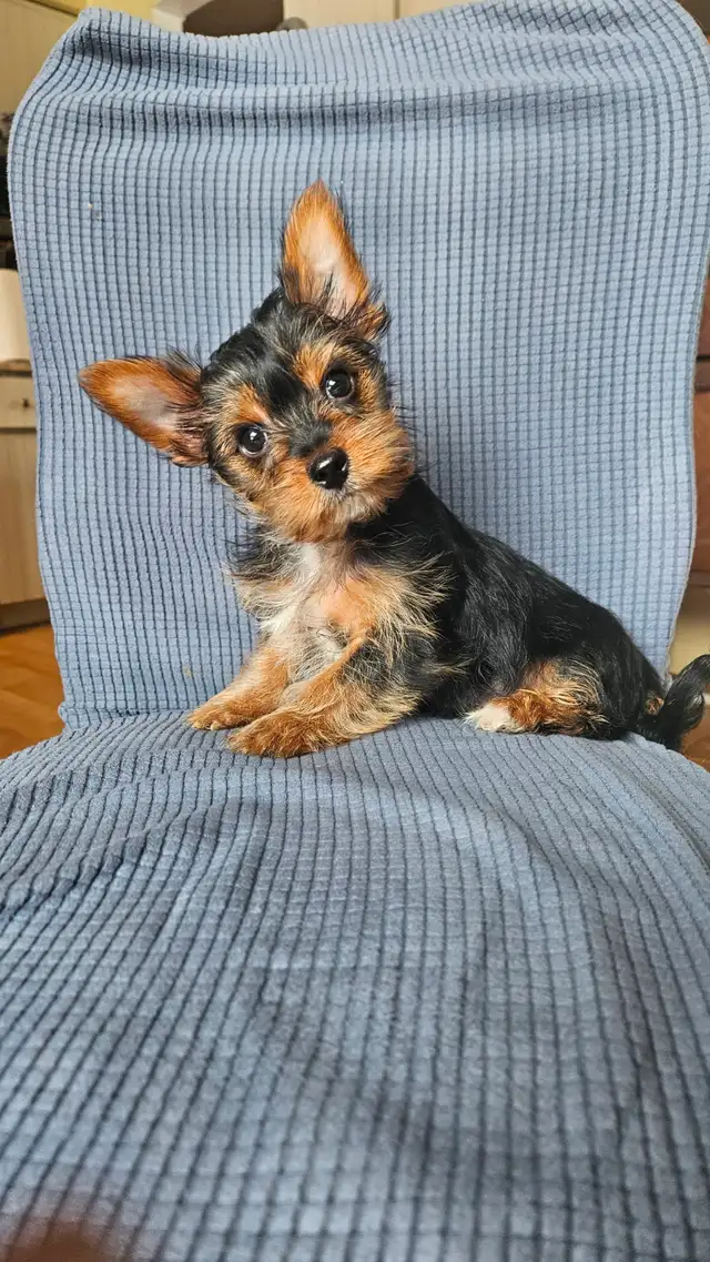 MALE YORKIE PUPPY in Dogs & Puppies for Rehoming in Belleville - Image 16