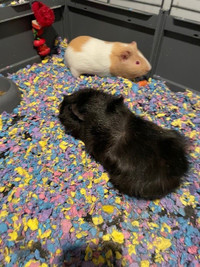 2 Male Guinea Pigs 1 1/2 years old with cage