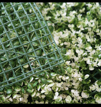 Buy White Tip Green Boxwood Hedge Genlisea Garden Wall Backdrop