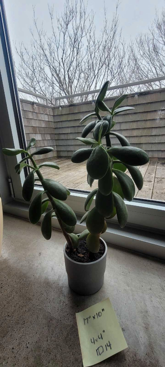 Two indoor Jade plants 17"x10" in one IKEA NYPON 4"x4" pot in Other in City of Halifax - Image 3