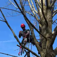 Tree removals! Pruning and trimming!